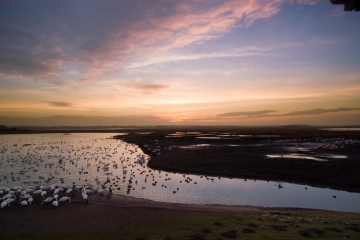 Visit WWT Martin Mere